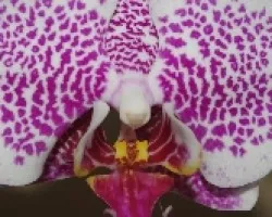 Phalaenopsis