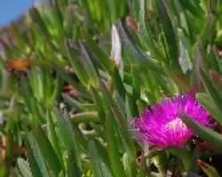 Carpobrotus edulis 