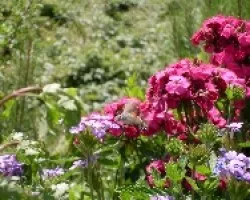 Macroglossum Stellatarum