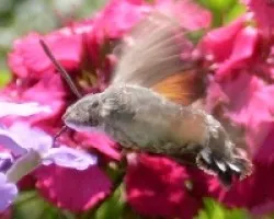 Macroglossum Estellatarum