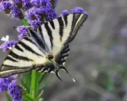 Iphiclides Podalirium