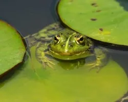 Pelophylax perezi