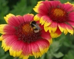 Bombus terrestris
