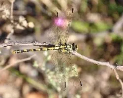 Cordulegaster boltonii