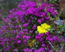 Erica Cinerea y Halimium lasianthum