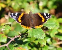 Vanessa  atalanta