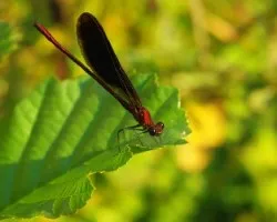 Calopteryx haemorrhoidalis