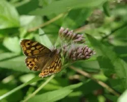 Pararge xiphioides