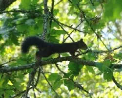 Sciurus vulgaris