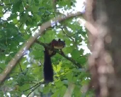 Sciurus vulgaris