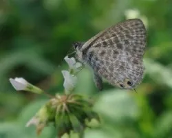 Leptotes pirithous