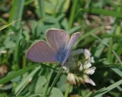 Leptotes pirithous