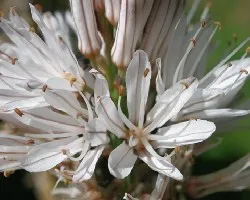 Asphodelus lusitánicus