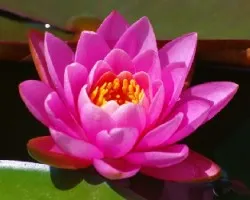 Nymphaea spp