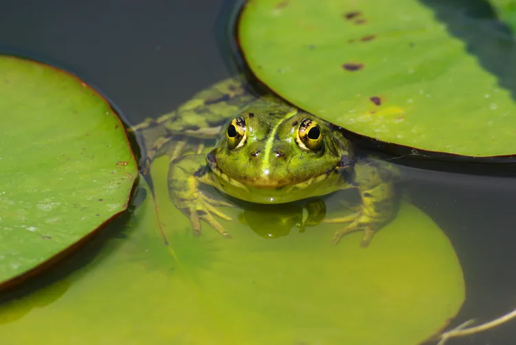 Foto