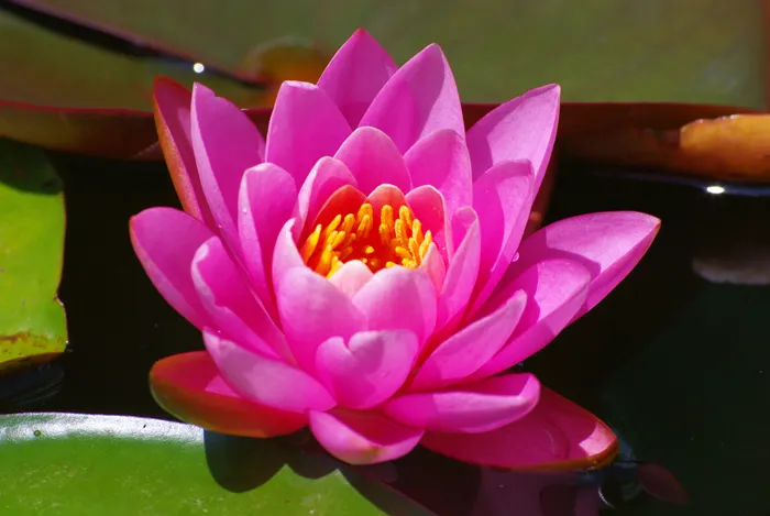 Foto