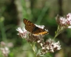 Mellicta Athalia