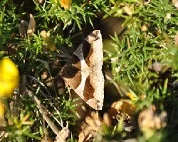 Dysgonia algira