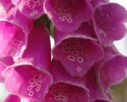 Digitalis purpurea