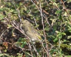 Carduelis chloris