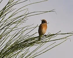 Saxicola torquata