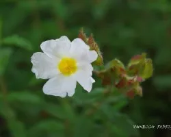 Flor