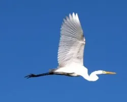 Egretta alba