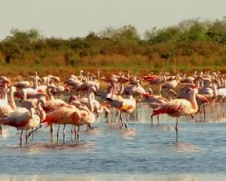 Phoenicopterus chilensis