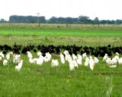 bubulcus ibis y plegadis chihi