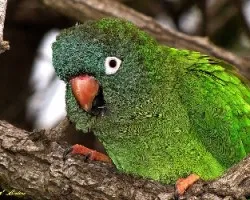 Aratinga acuticaudata