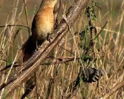 Phacellodomus striaticollis