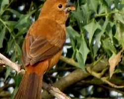 Cyanocompsa brissonii