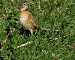 Schoeniophylax phryganophila