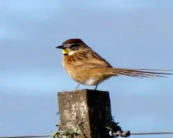 Schoeniophylax phryganophila