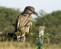 Nycticorax nycticorax
