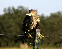 Nycticorax nycticorax