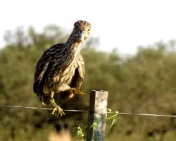 Nycticorax nycticorax