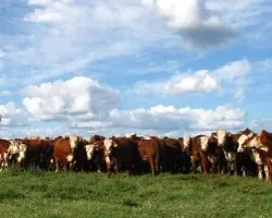 Tropa de novillos raza braford