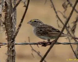 Ammodramus humeralis