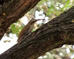 Lepidocolaptes angustirostris