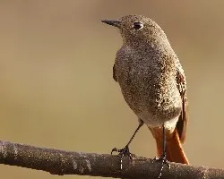 Phoenicurus ochruros