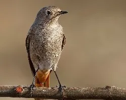 Phoenicurus ochruros