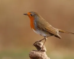 Erithacus rubecula