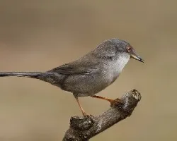 Sylvia melanocephala