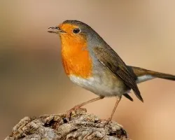 Erithacus rubecula