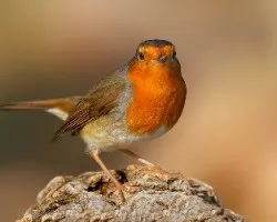 Erithacus rubecula
