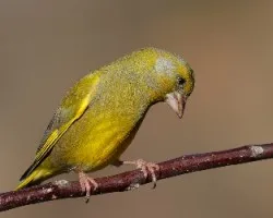 Carduelis chloris