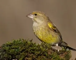 Carduelis chloris