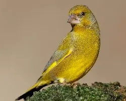 Carduelis chloris