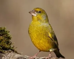 Carduelis chloris 